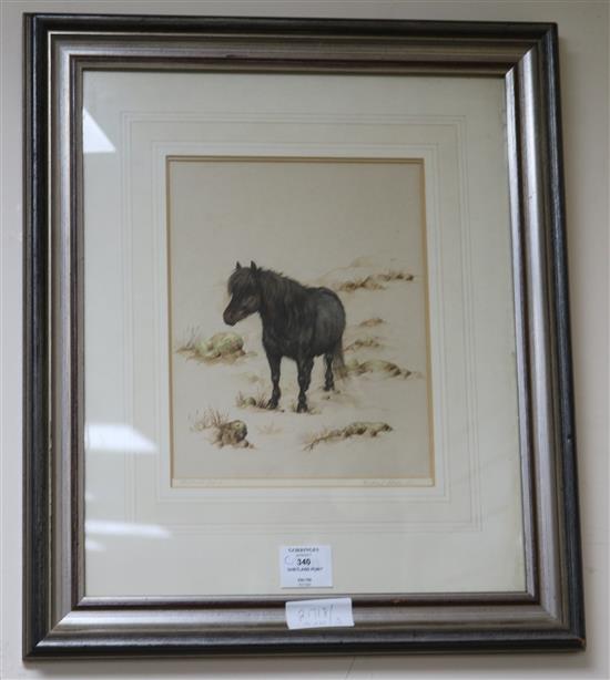 Andrew Alexander, watercolour, Shetland Pony, 25 x 20cm